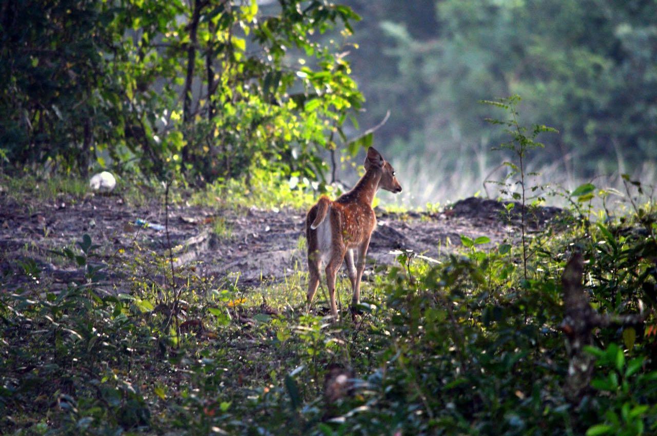 Forestville Yala Ngoại thất bức ảnh